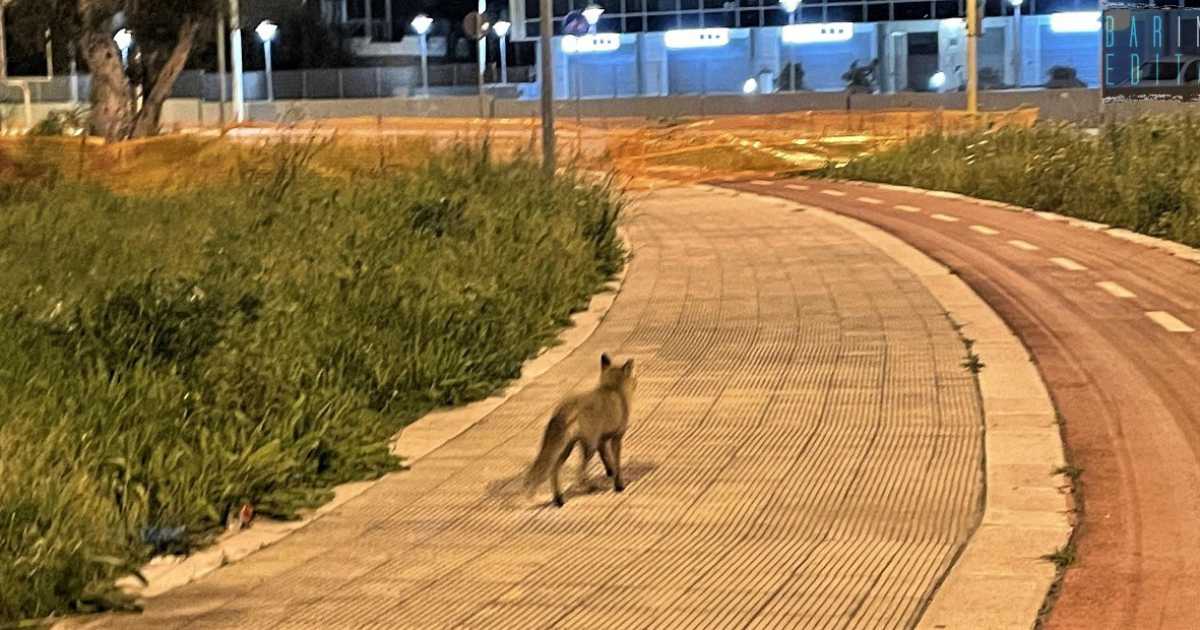 Bari, una volpe tra i palazzi di Poggiofranco: �In cerca del cibo che in campagna scarseggia�